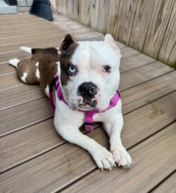 Tilly image 2