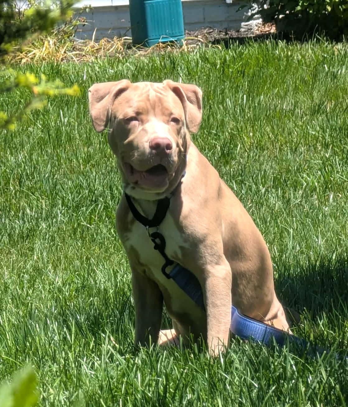 Theo - Pit Bull Terrier