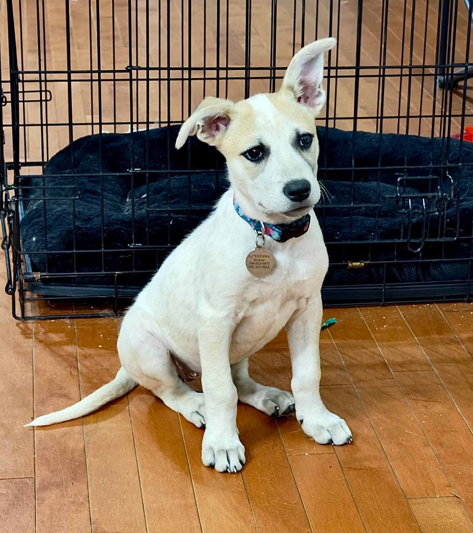 Harper Puppy - Cattle Dog