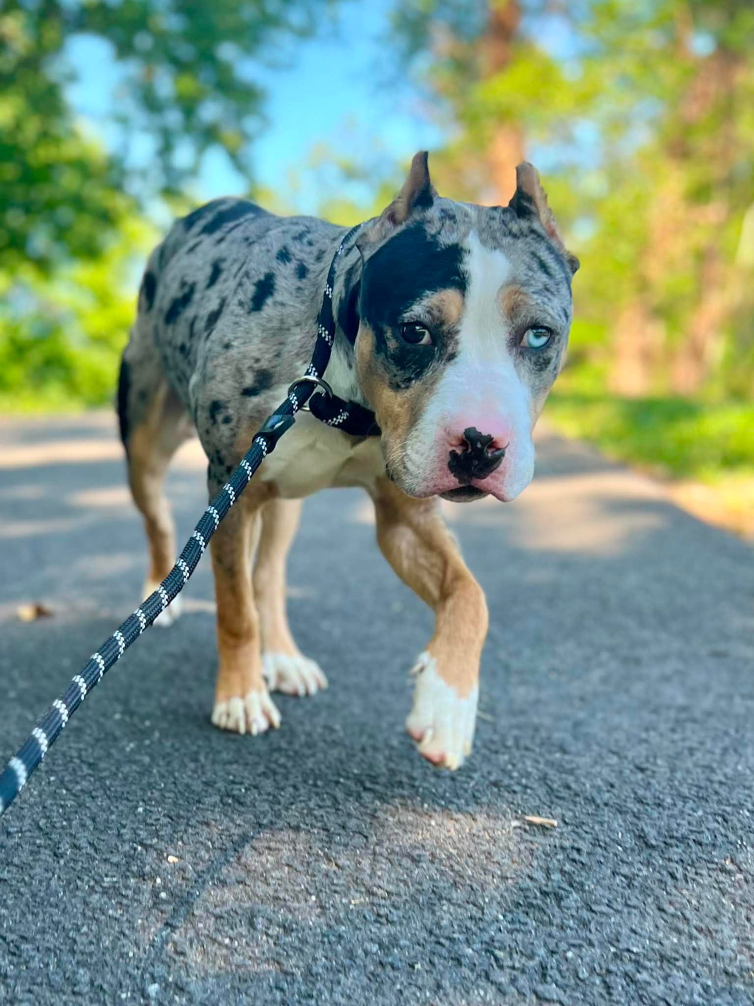 Bodhi Fka Chip - Pit Bull Terrier