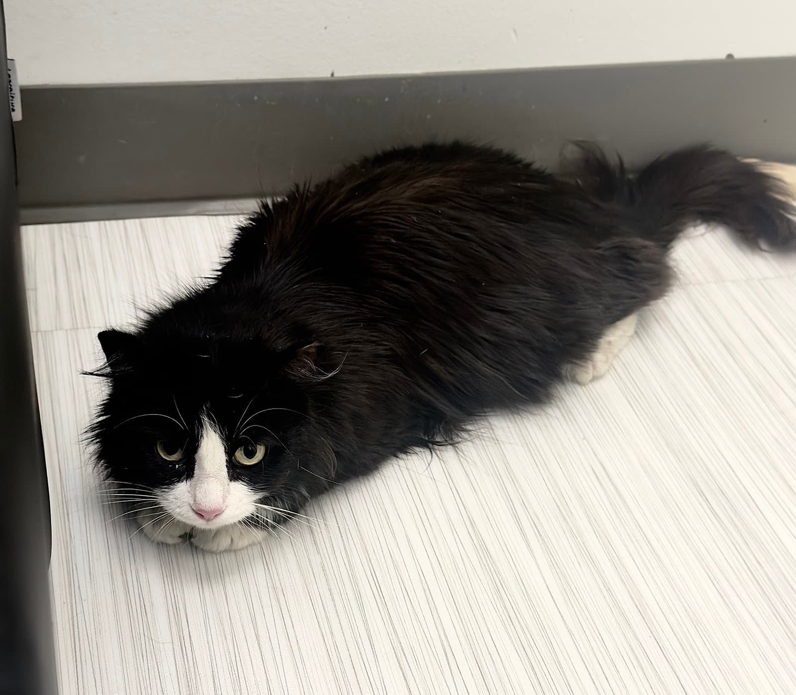 Eevee - Domestic Short Hair