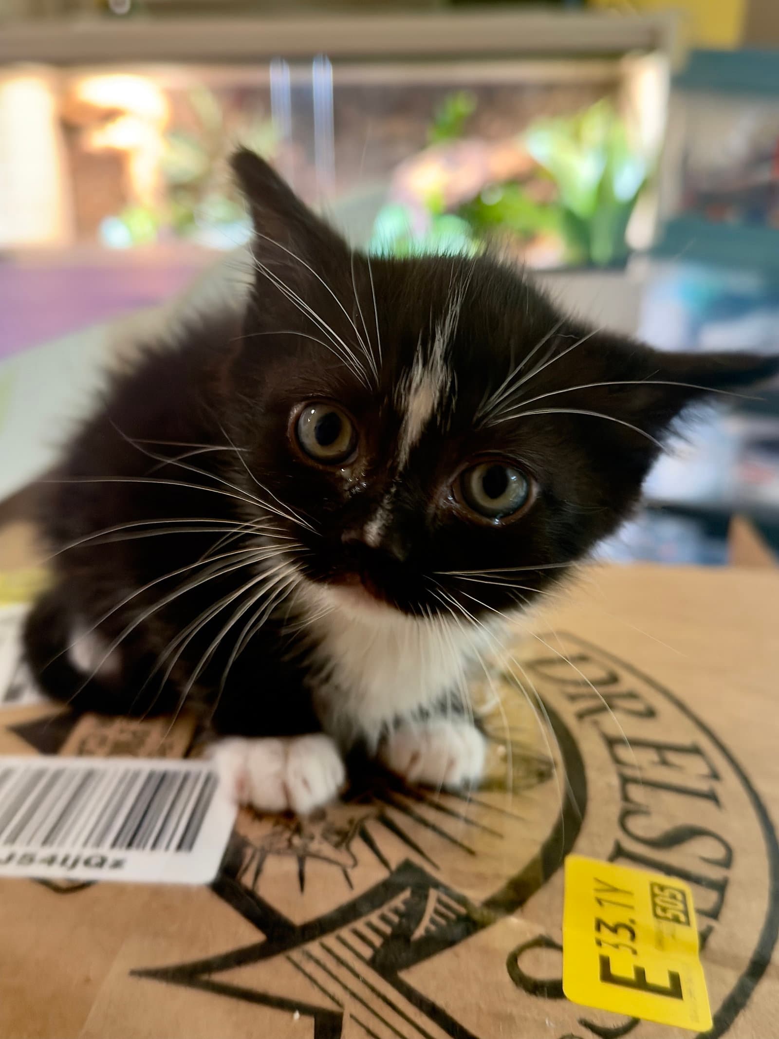 Umbreon - Domestic Short Hair