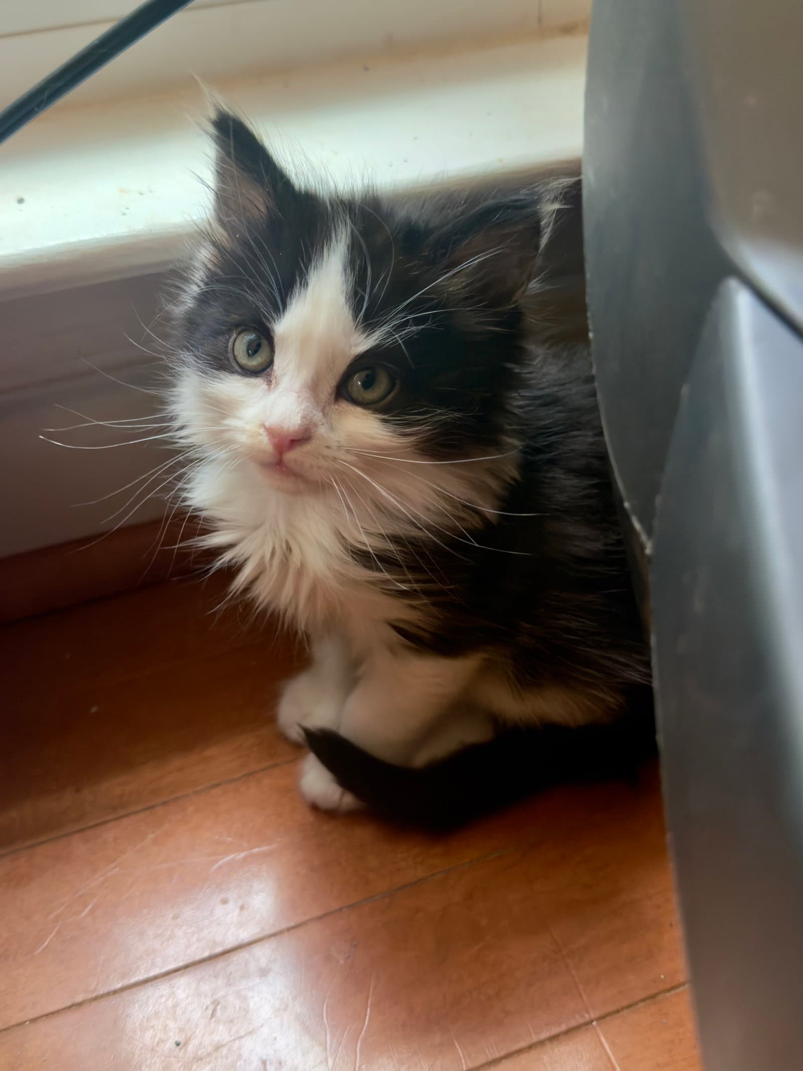 Esperon - Domestic Short Hair