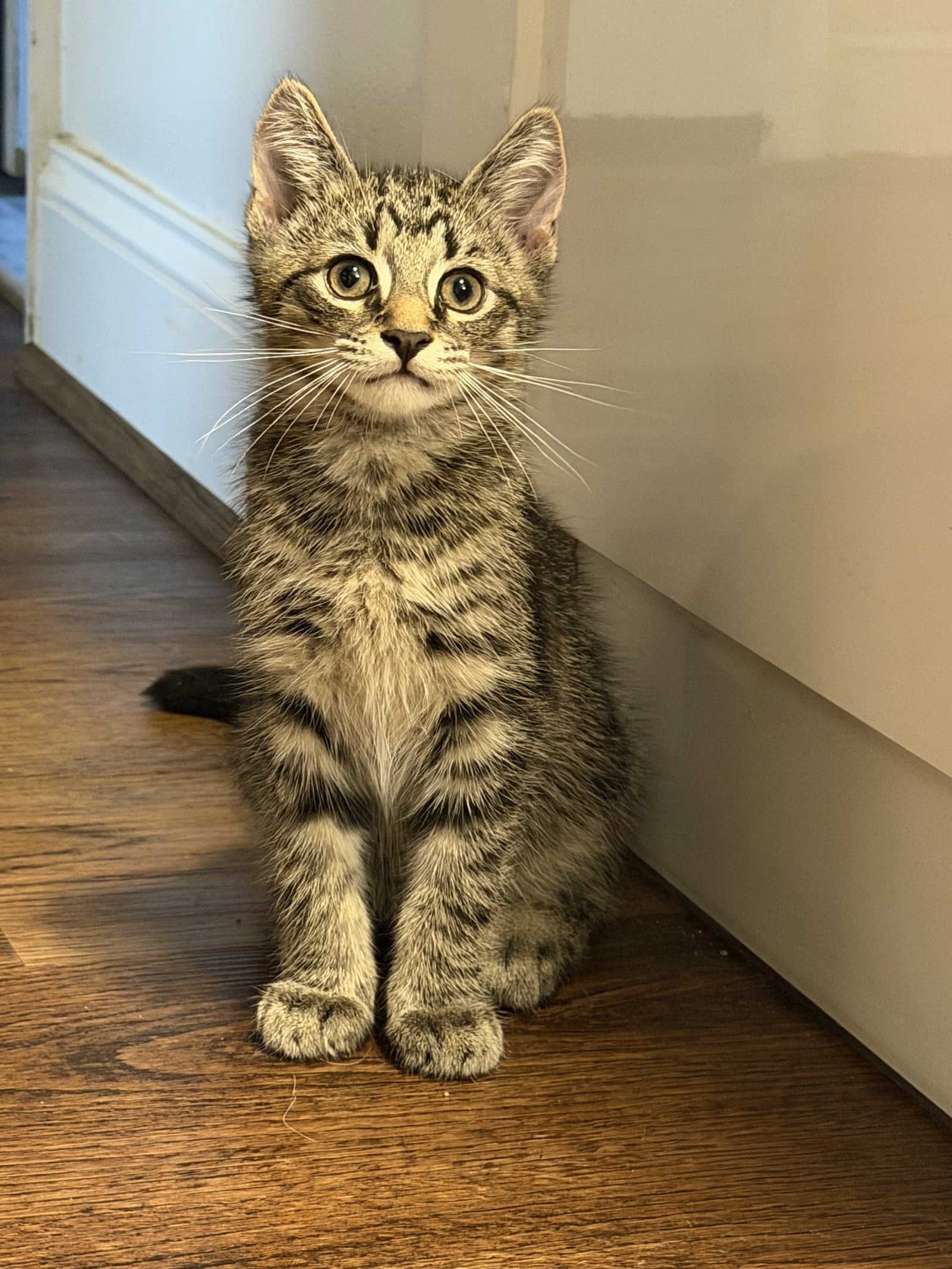 Nas - Domestic Short Hair