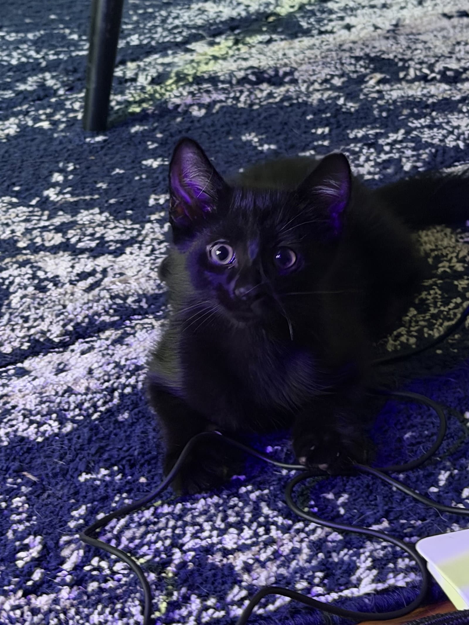 Kendrick - Domestic Short Hair