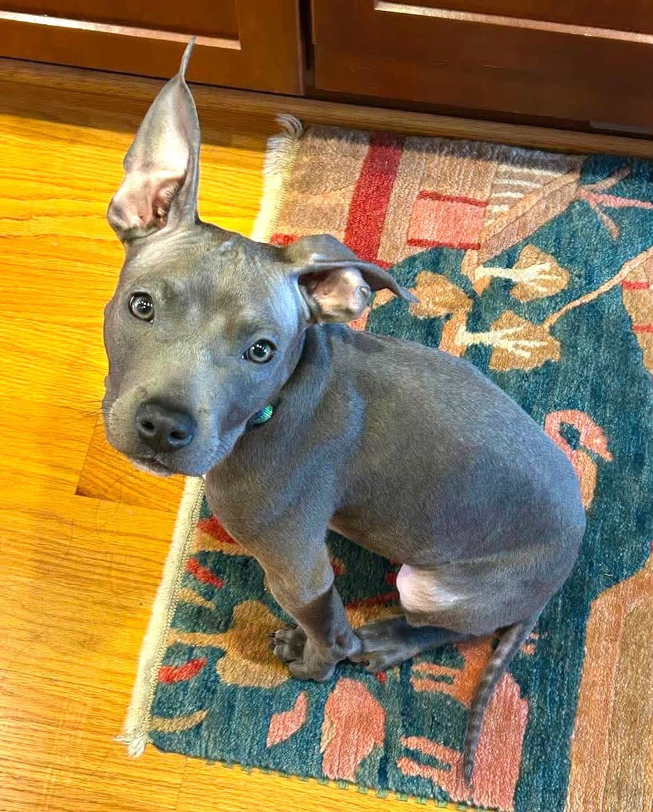 Little Brother Puppy - Boxer