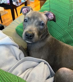 Little Brother Puppy image 2