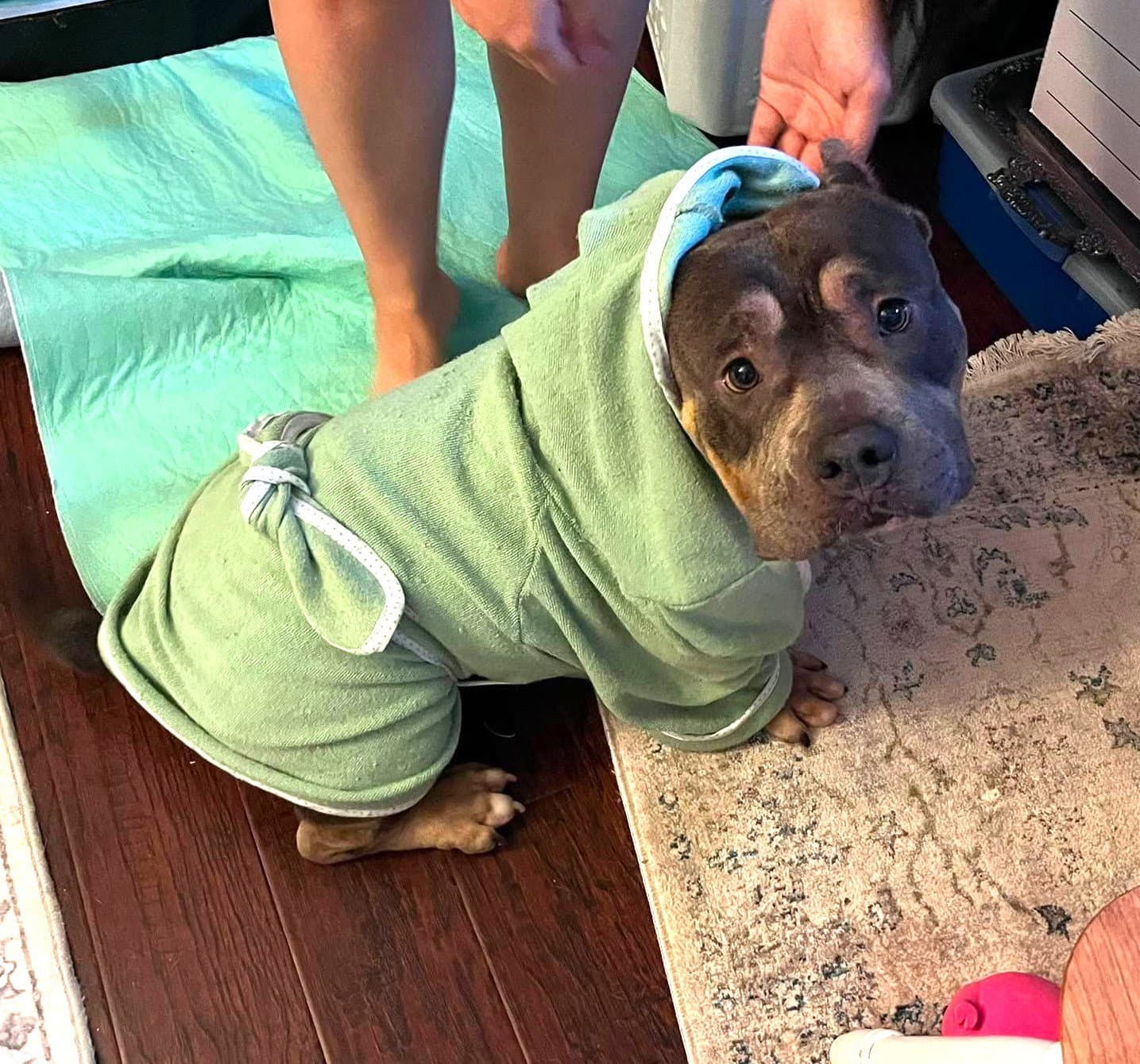 Polly - American Pit Bull Terrier
