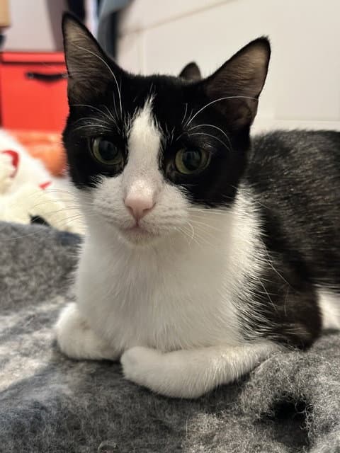Hope - Tuxedo