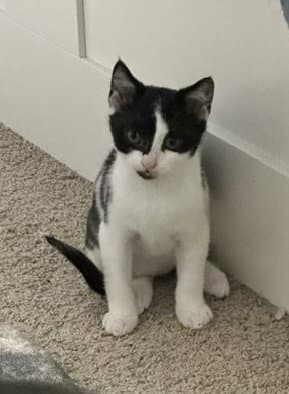 Quincy - American Shorthair
