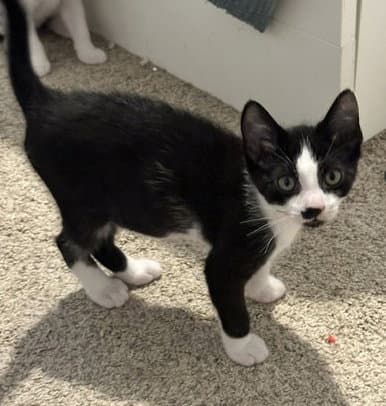 Pierre - American Shorthair
