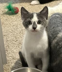 Monty image 1