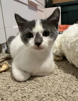 Monty image 4
