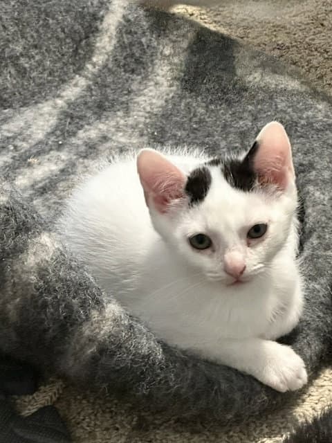 Gustave - American Shorthair