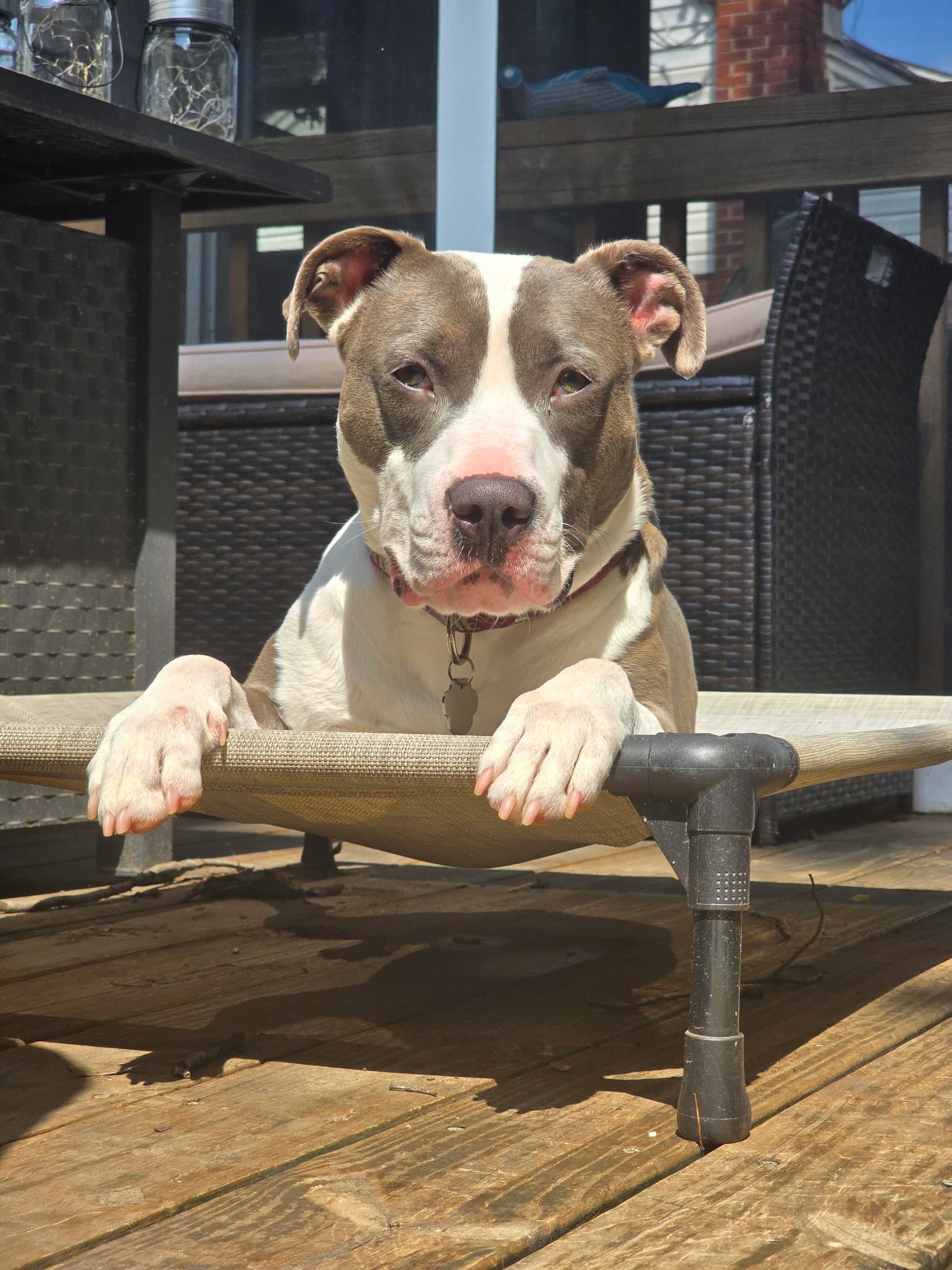 Wendy - Pit Bull Terrier