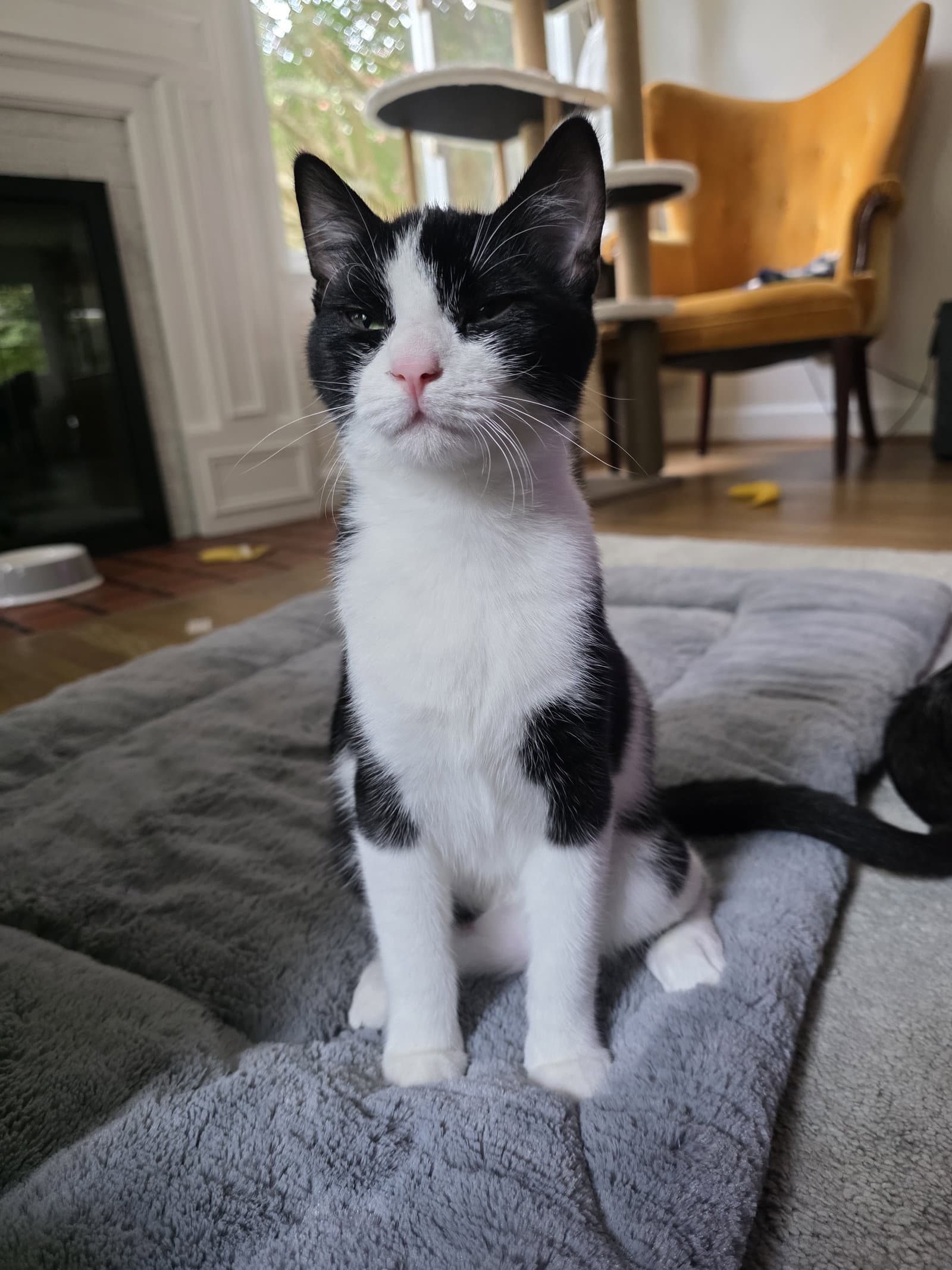 Hewey - Domestic Short Hair