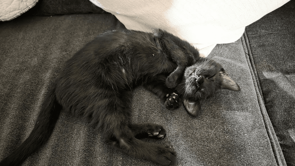 Oberon - Domestic Short Hair