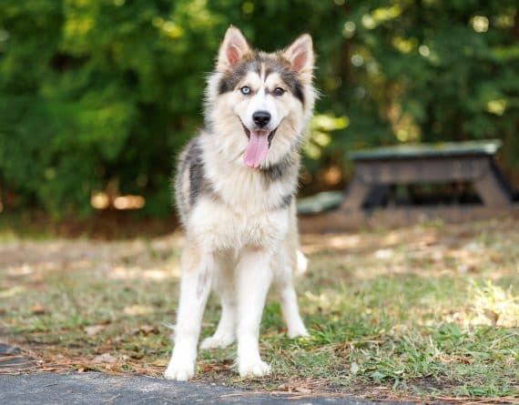 Acadia - Husky