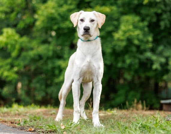 Amelia - Labrador Retriever