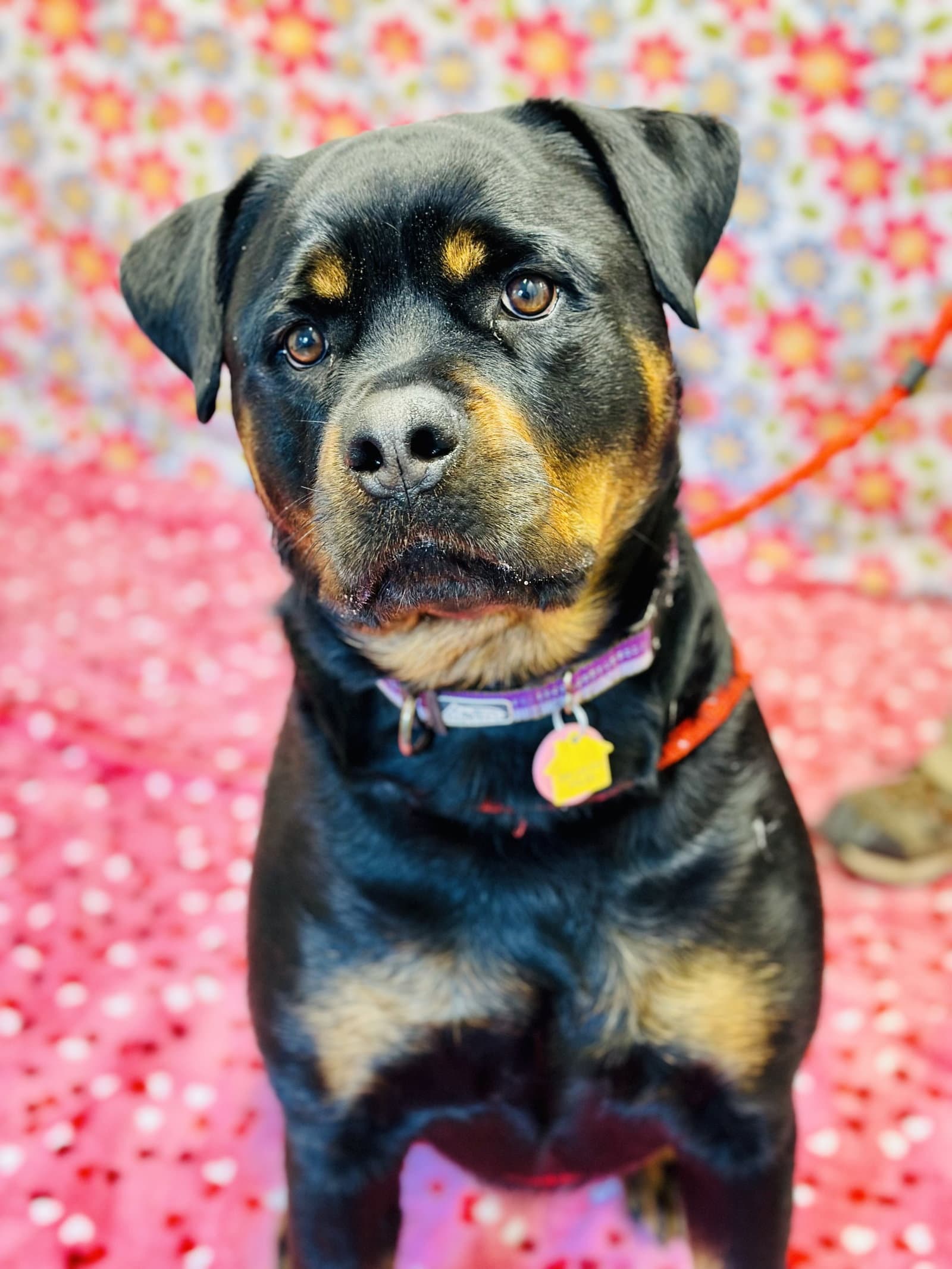 Zara - Rottweiler