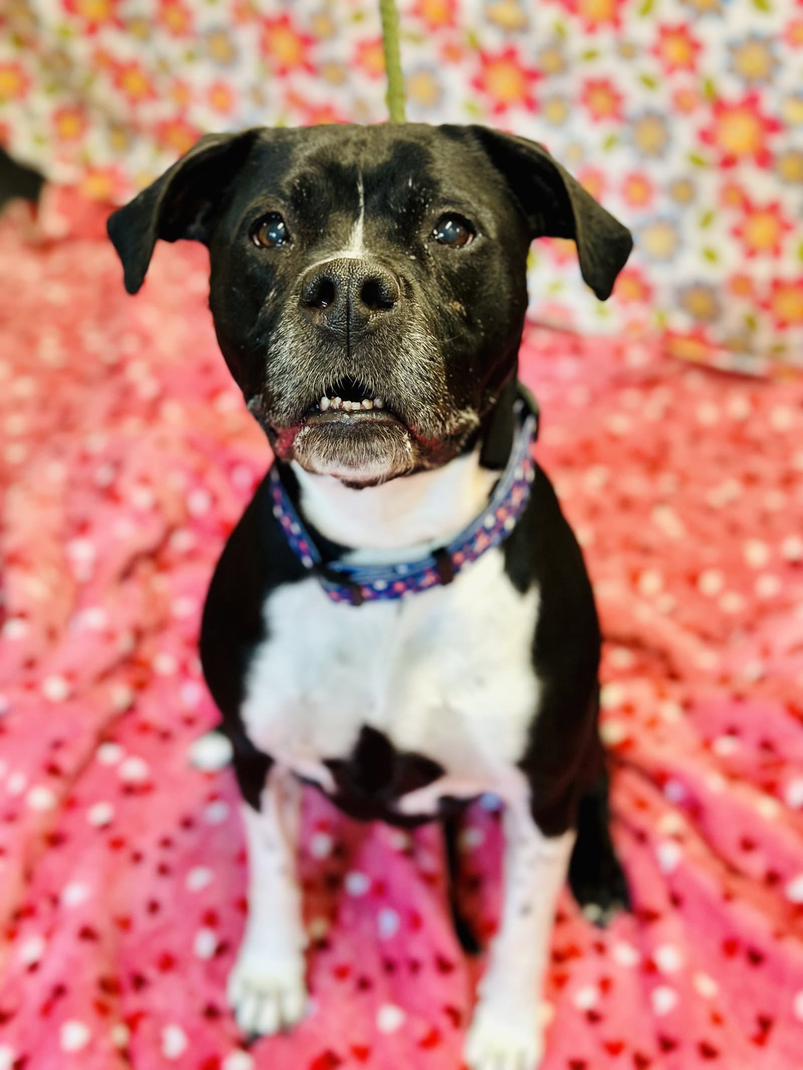 Nala - Pit Bull Terrier
