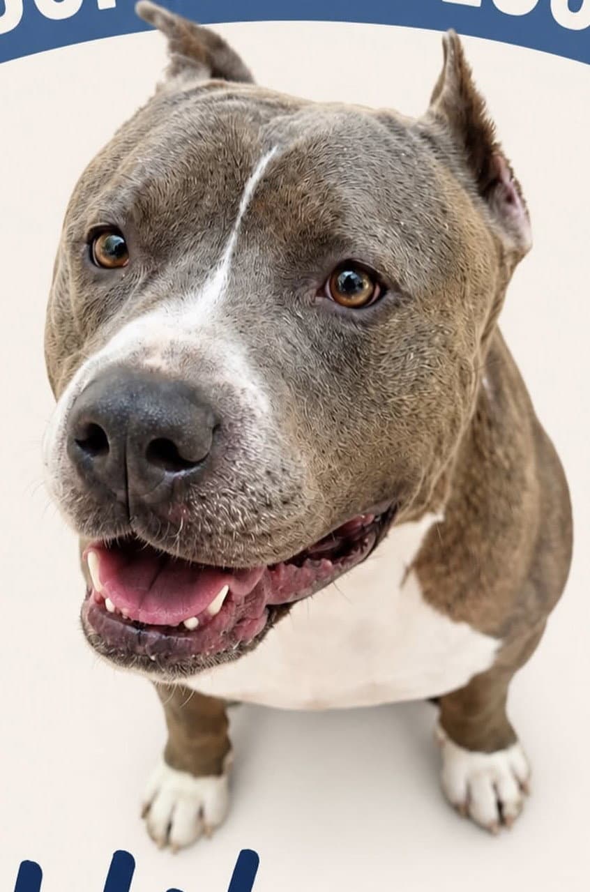 Hikaru - Pit Bull Terrier