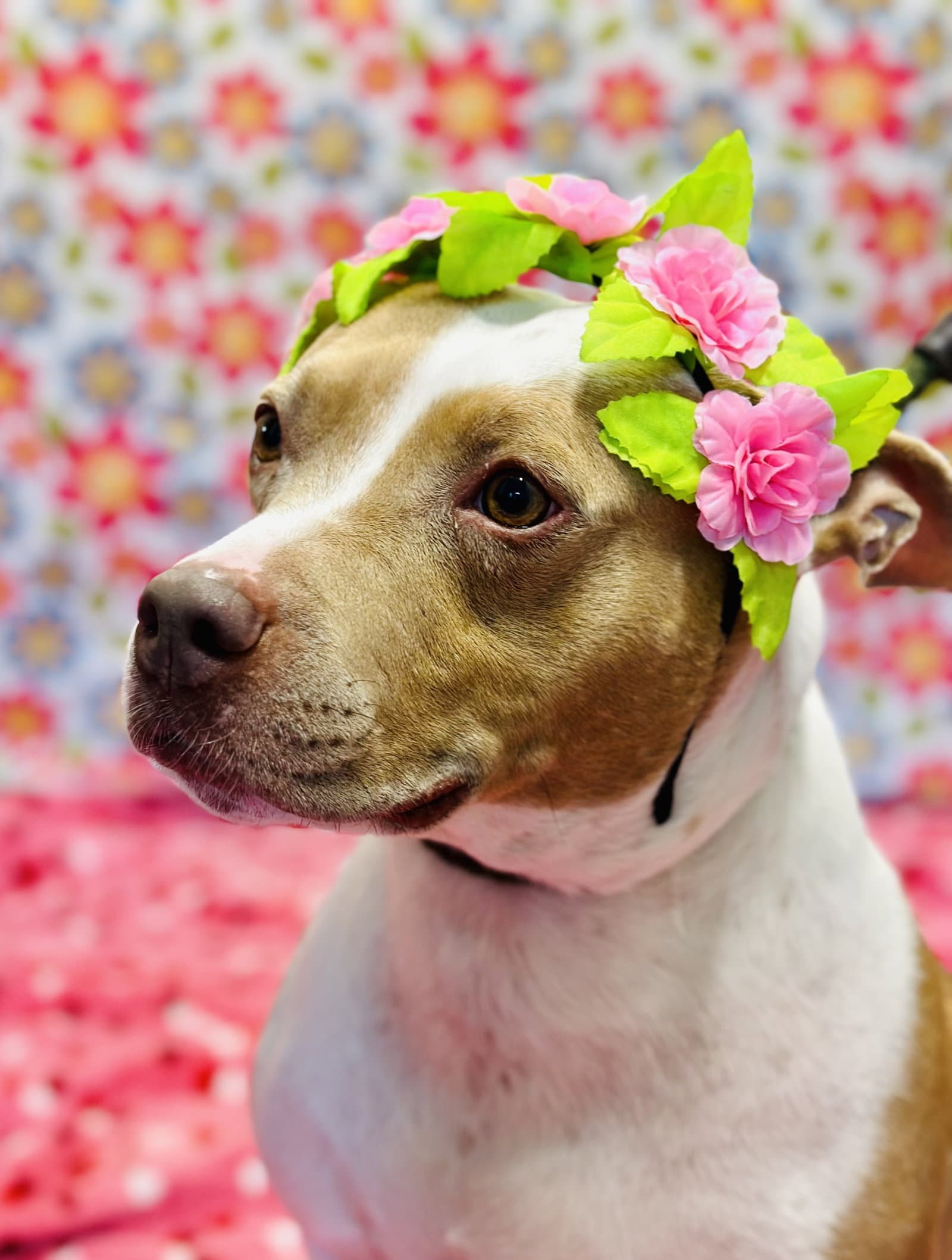 Amber - Pit Bull Terrier