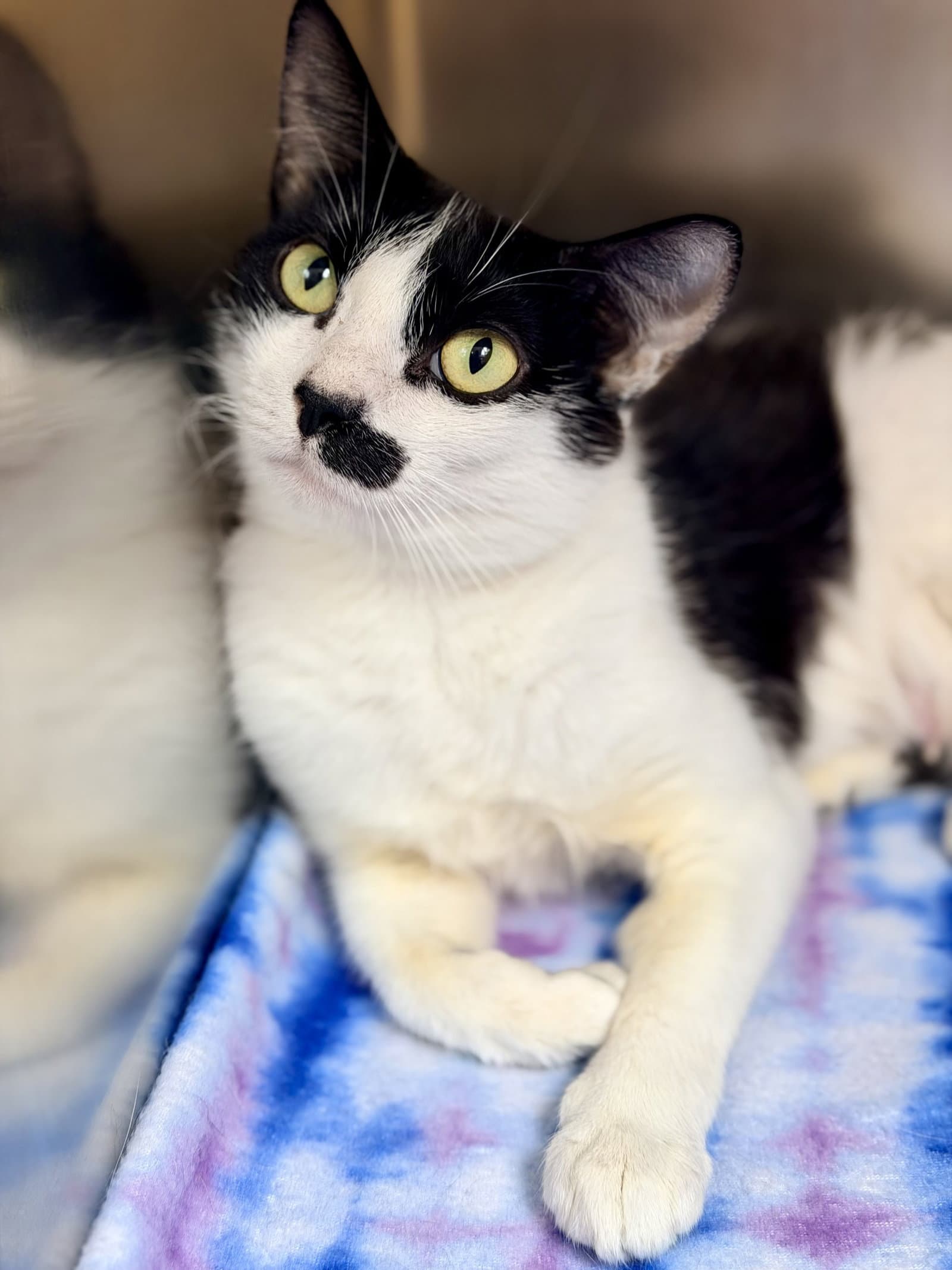 Cookie - Domestic Short Hair