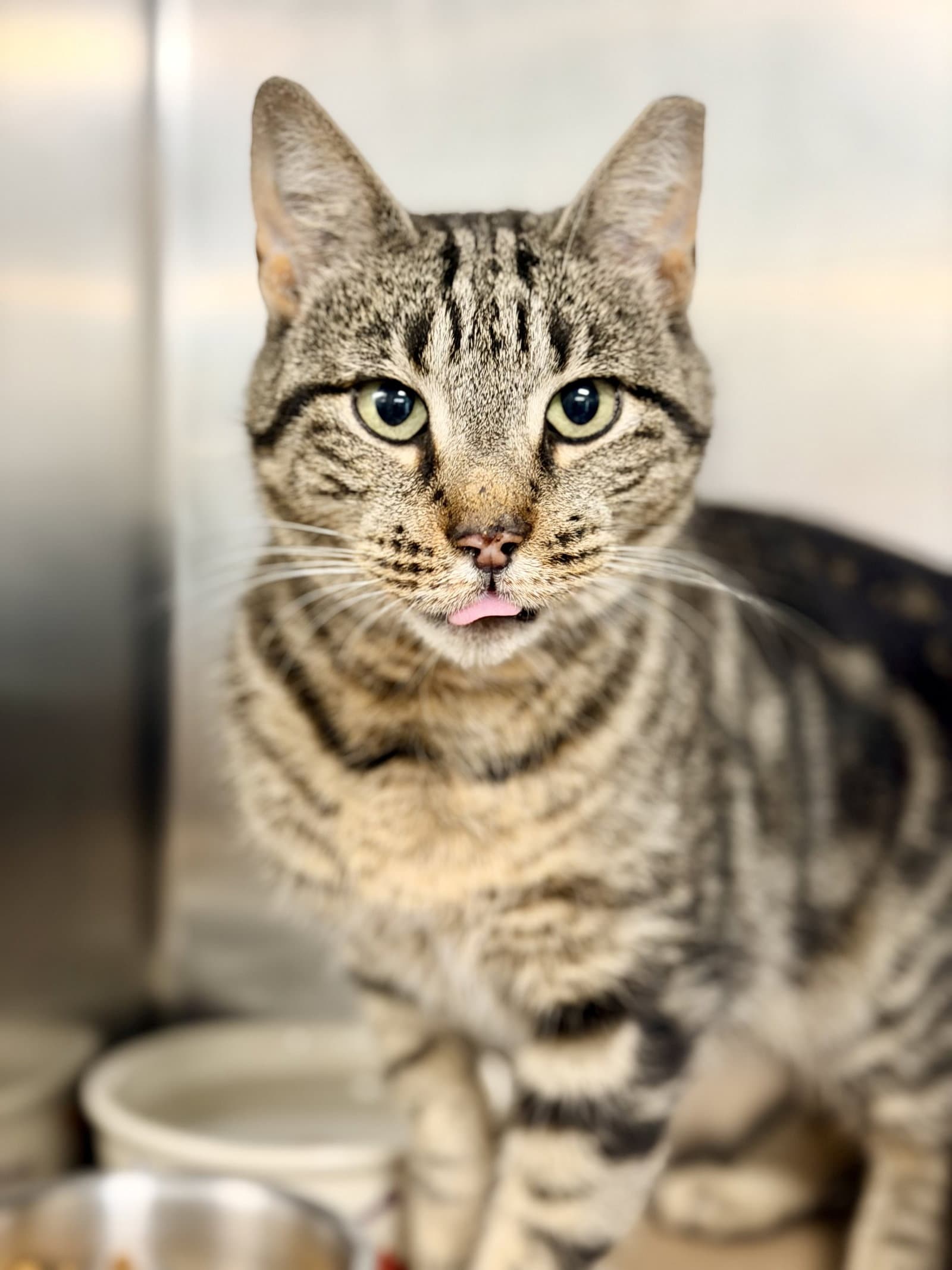 Tayla - Domestic Short Hair