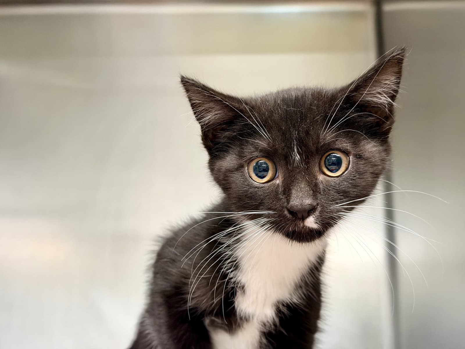 Alice - Domestic Short Hair