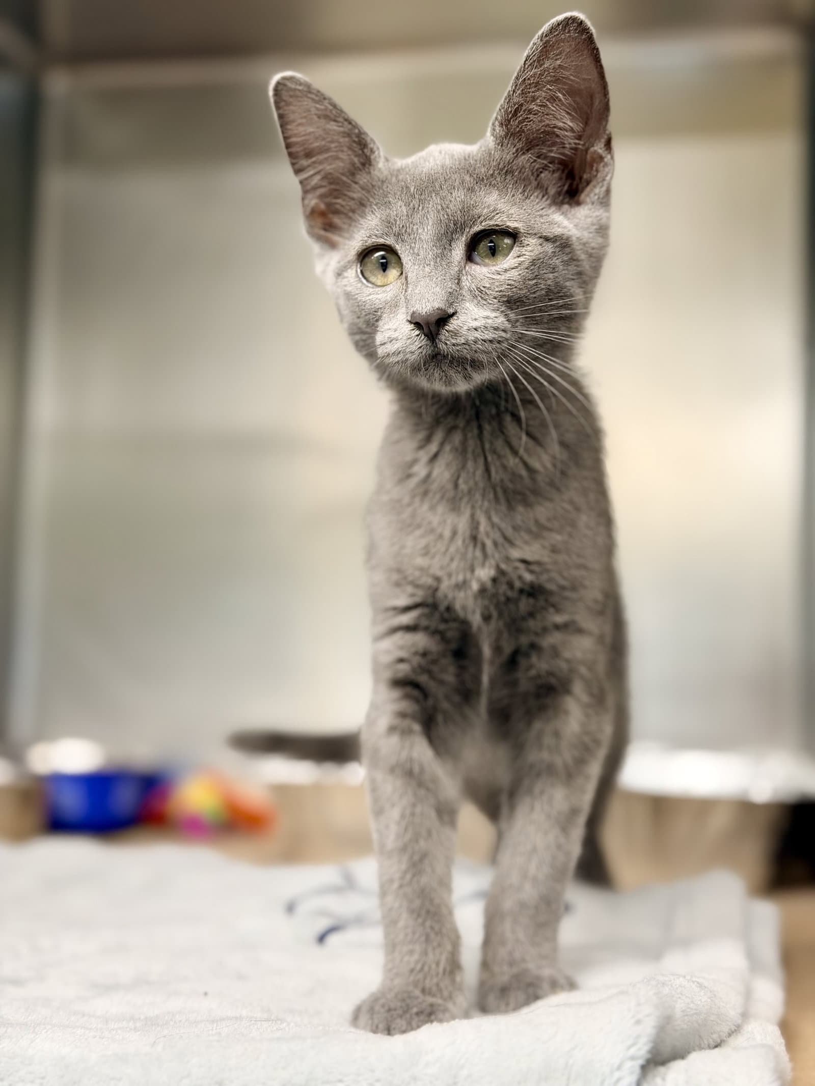 Pewter - Domestic Short Hair