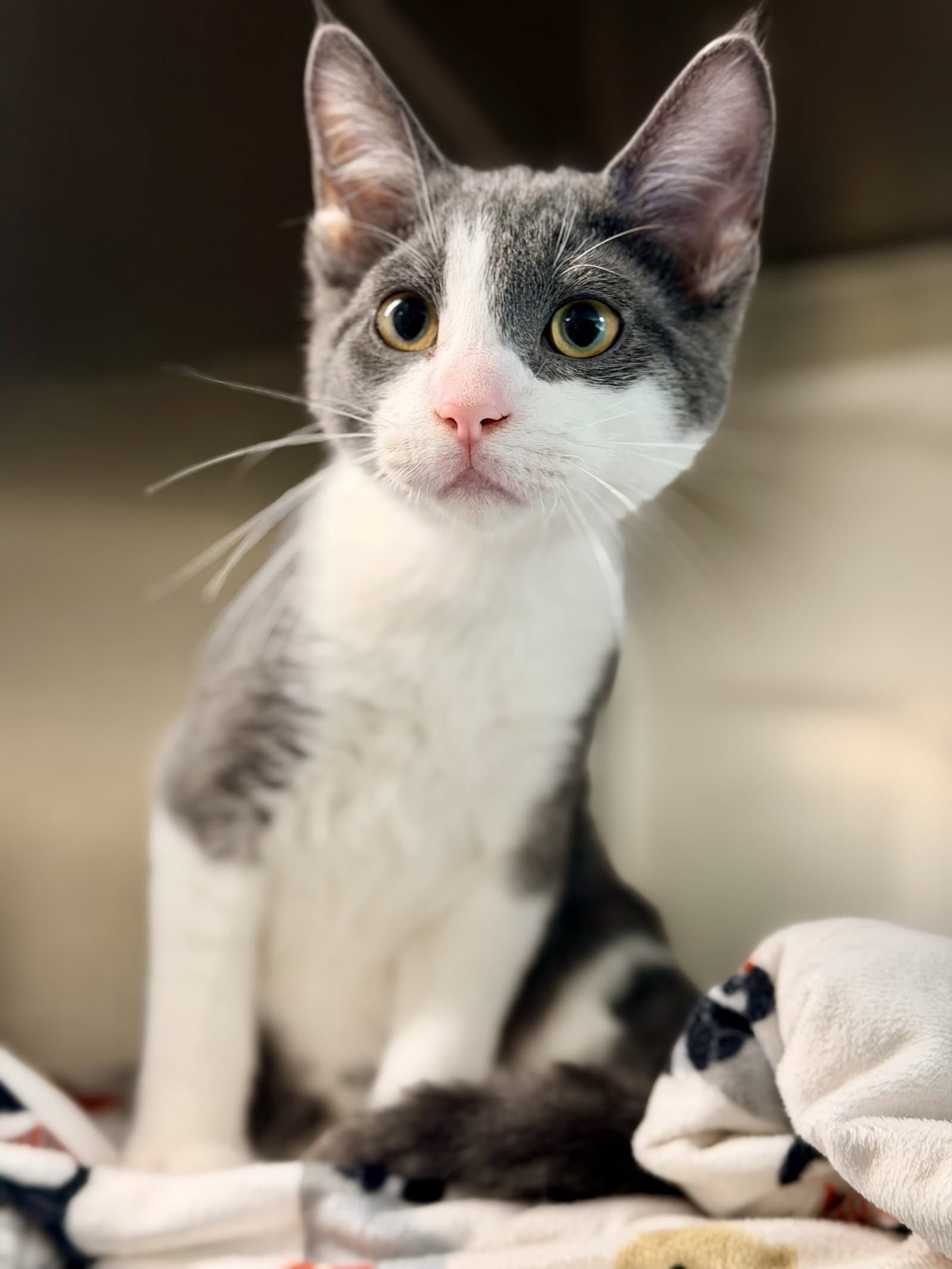 Eeyore - Domestic Short Hair