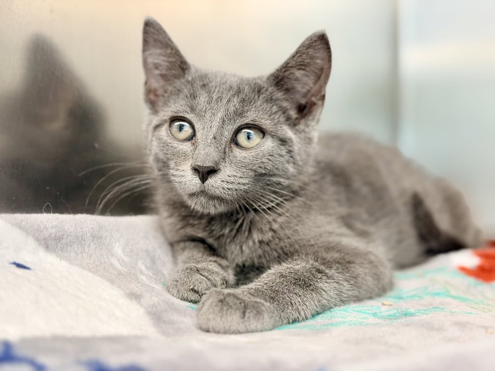 Bliss - Domestic Short Hair