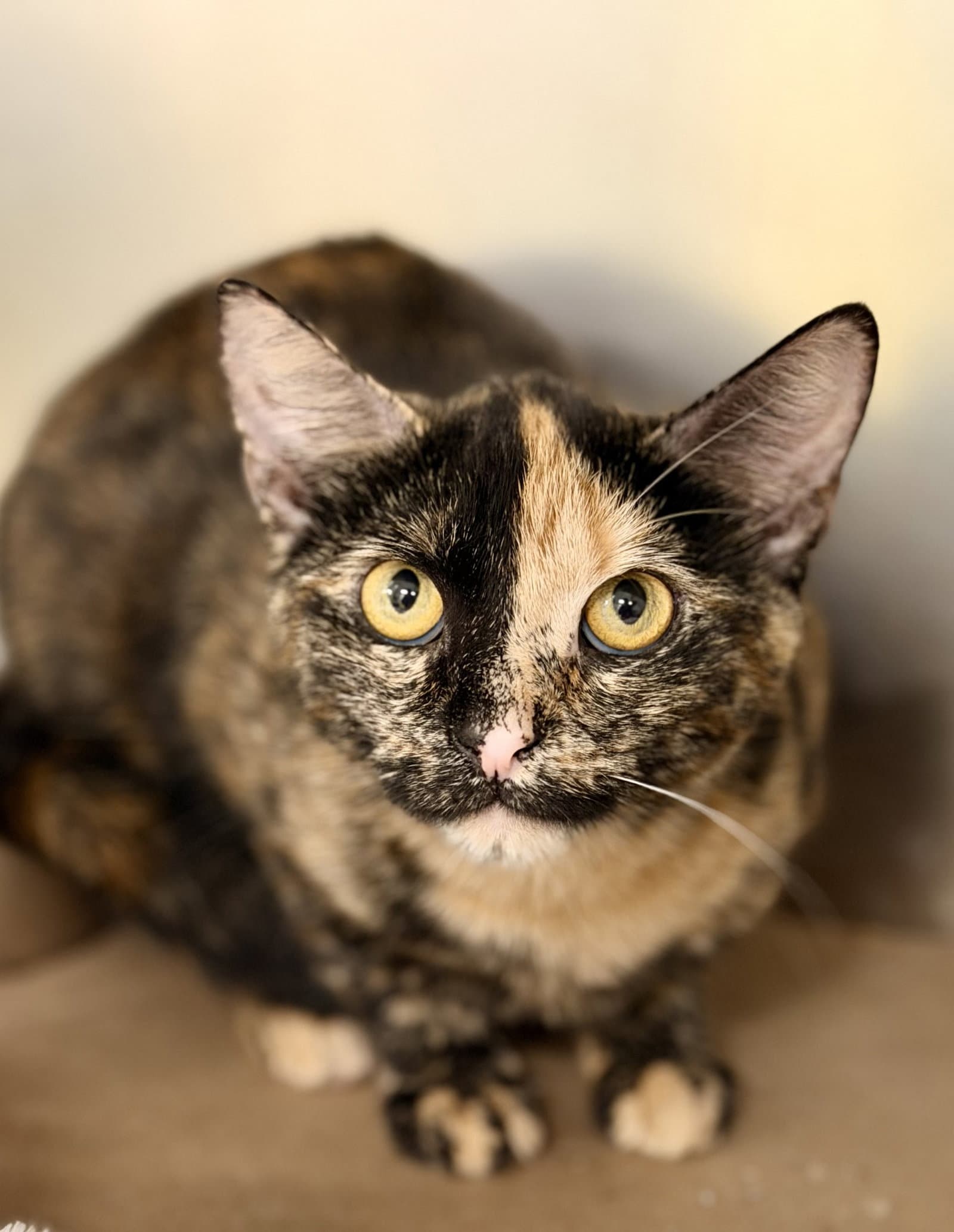 Brooke - Domestic Short Hair