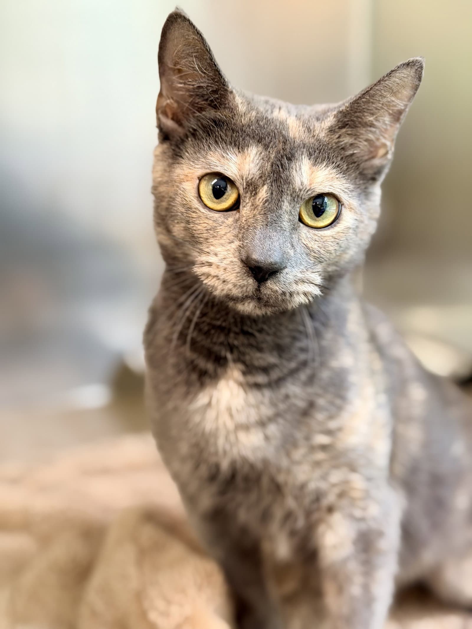 Laurel - Domestic Short Hair