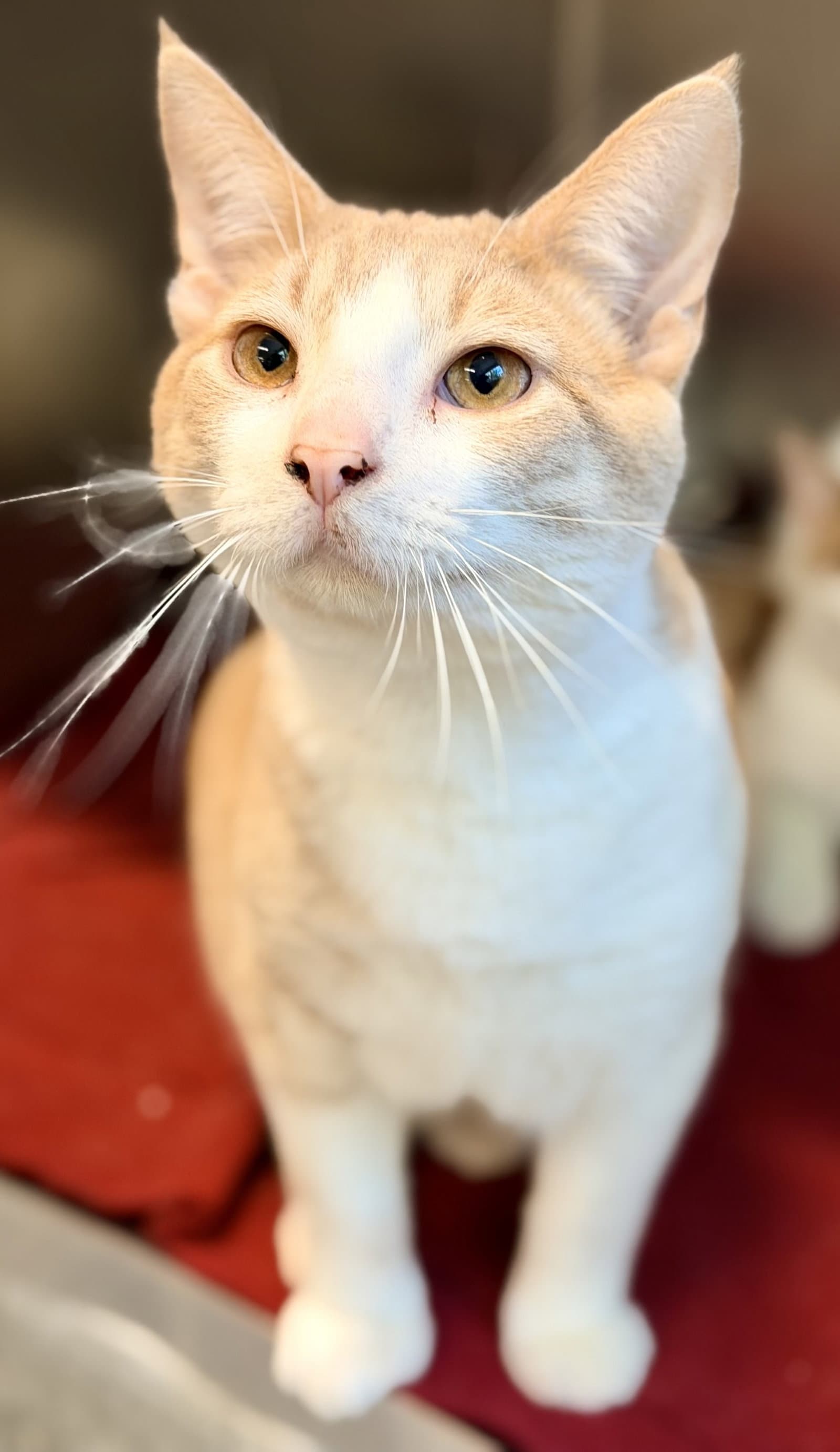 Butterball - Domestic Short Hair