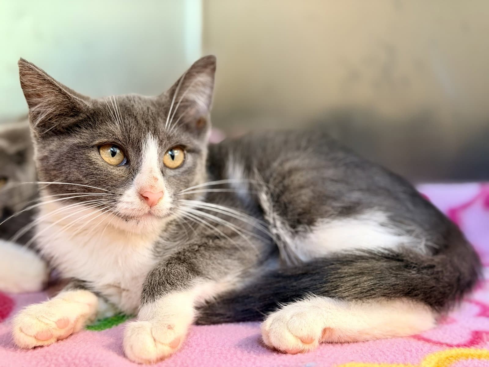Riko - Domestic Short Hair