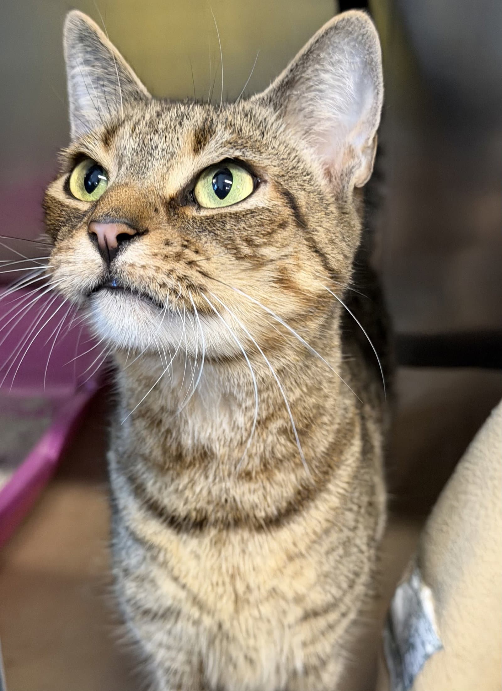 Jacob - Domestic Short Hair