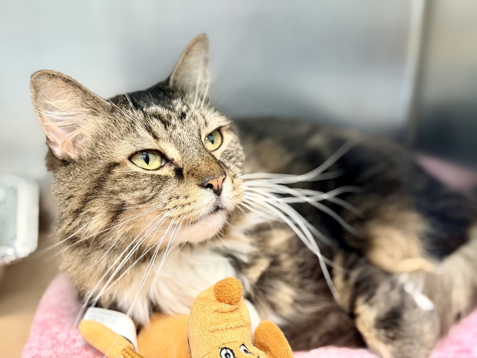 Kitty Cat - Domestic Medium Hair