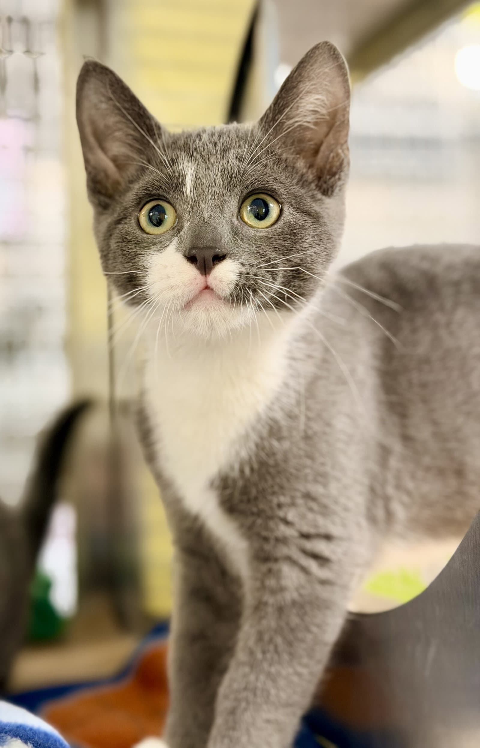 Delta - Domestic Short Hair
