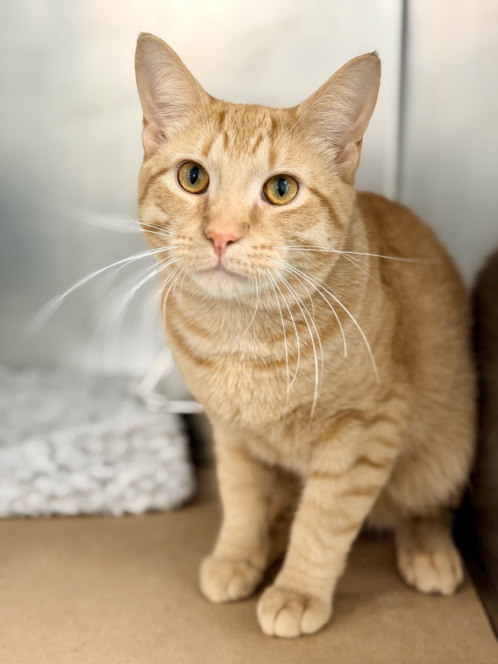 Tanner - Domestic Short Hair