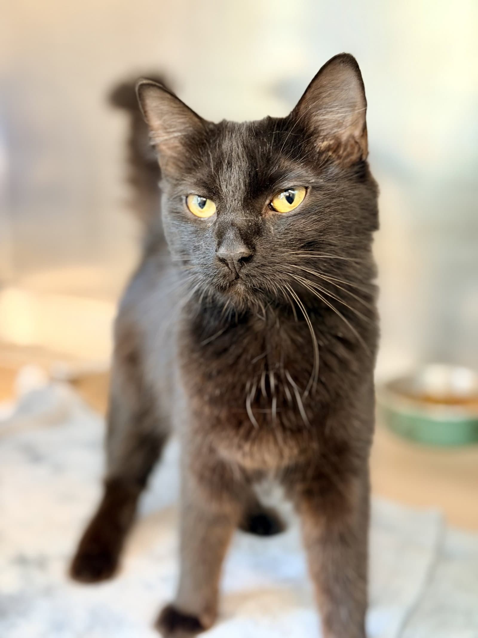 Marsha - Domestic Medium Hair