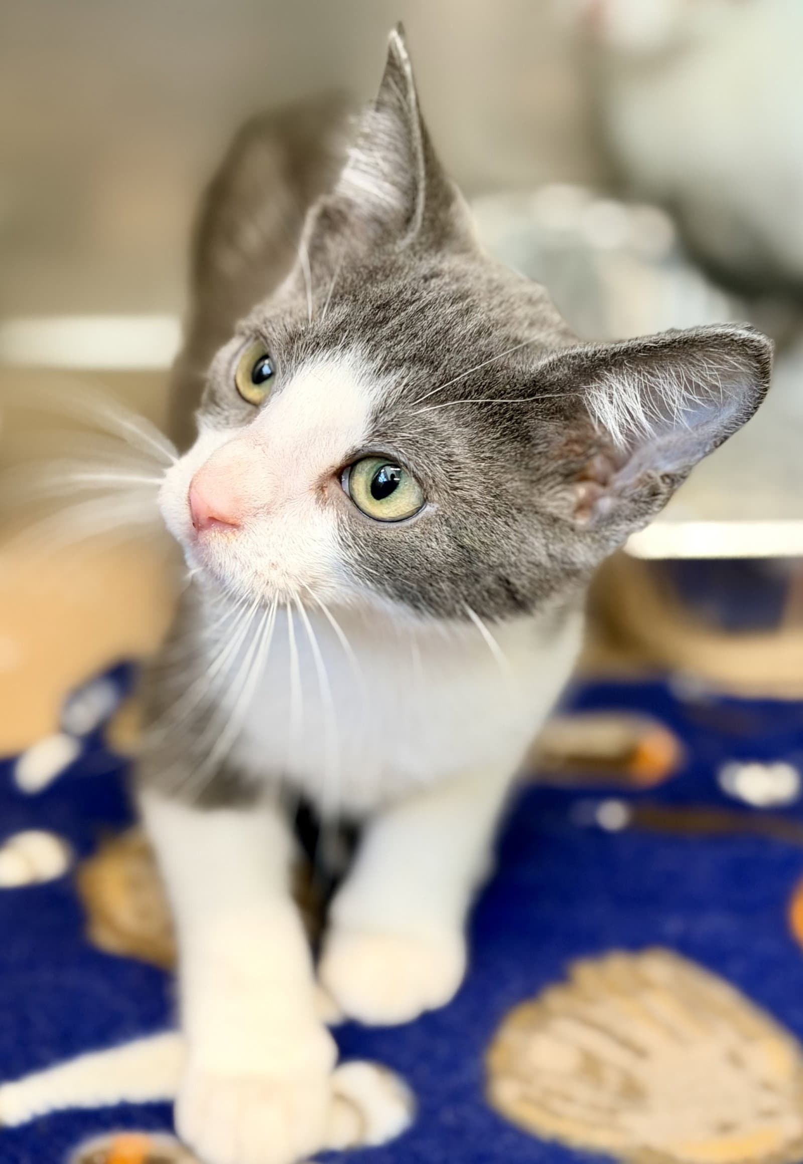 Ivory - Domestic Short Hair