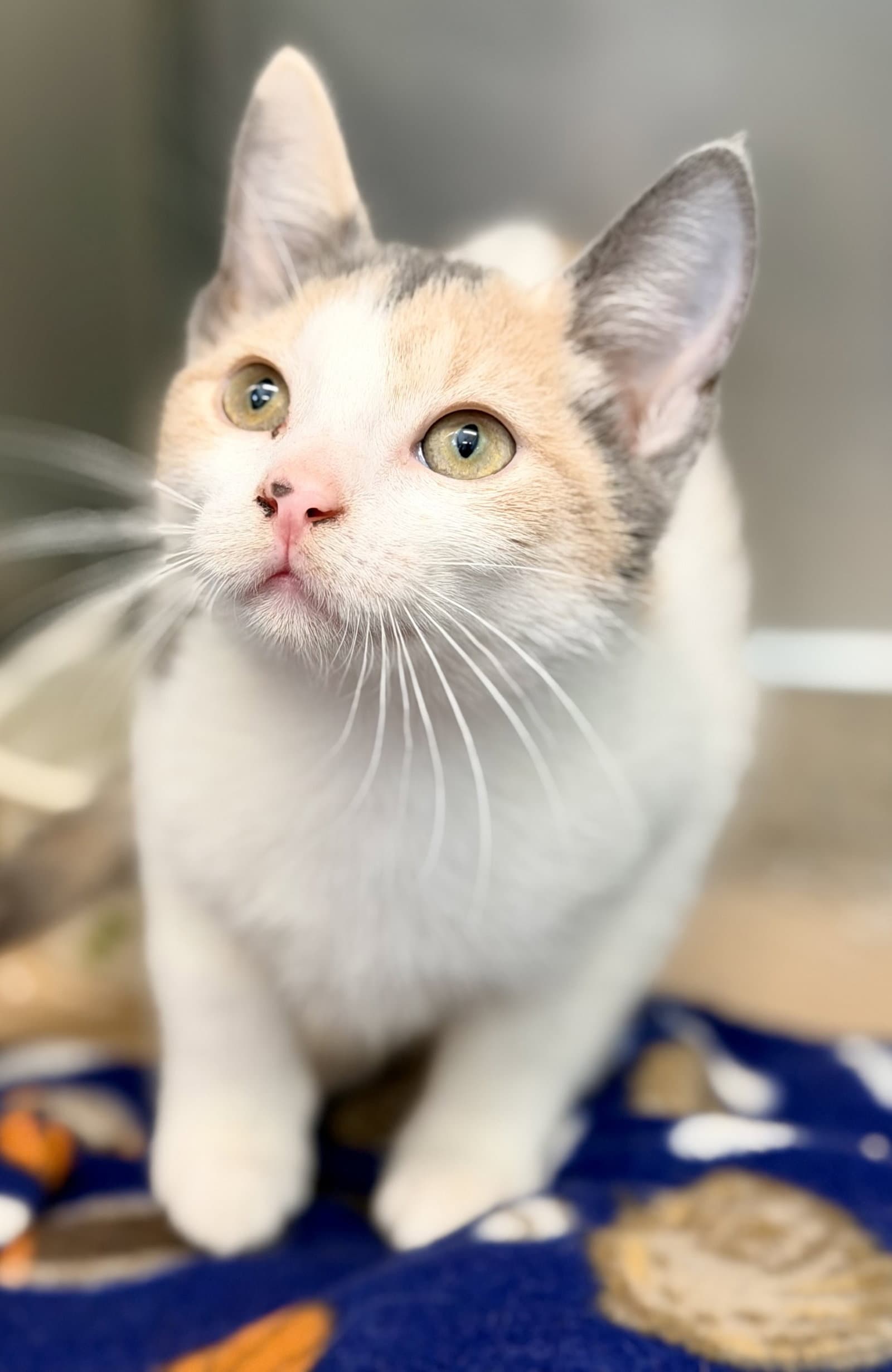 Talaya - Domestic Short Hair