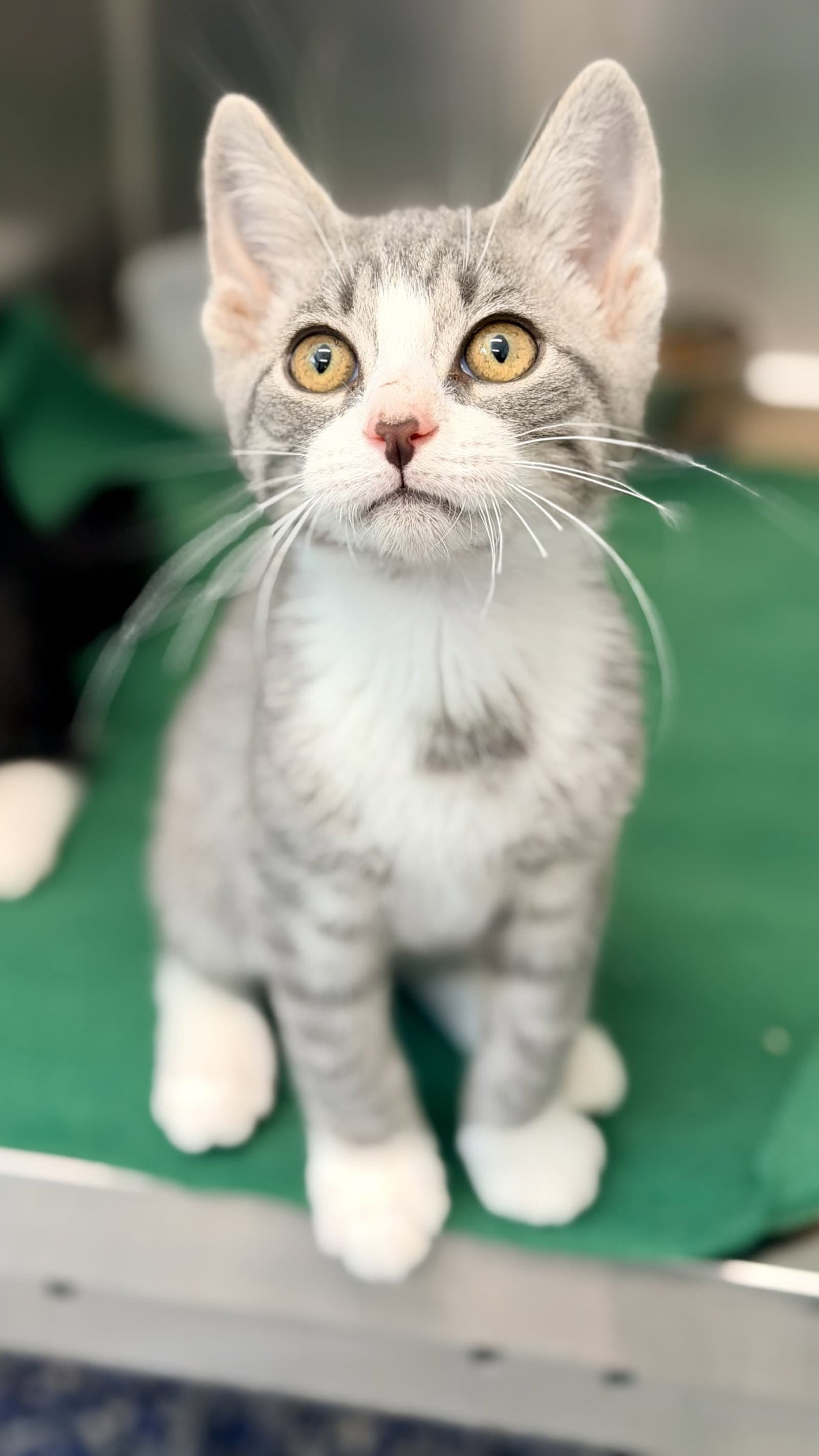 Kc - Domestic Short Hair