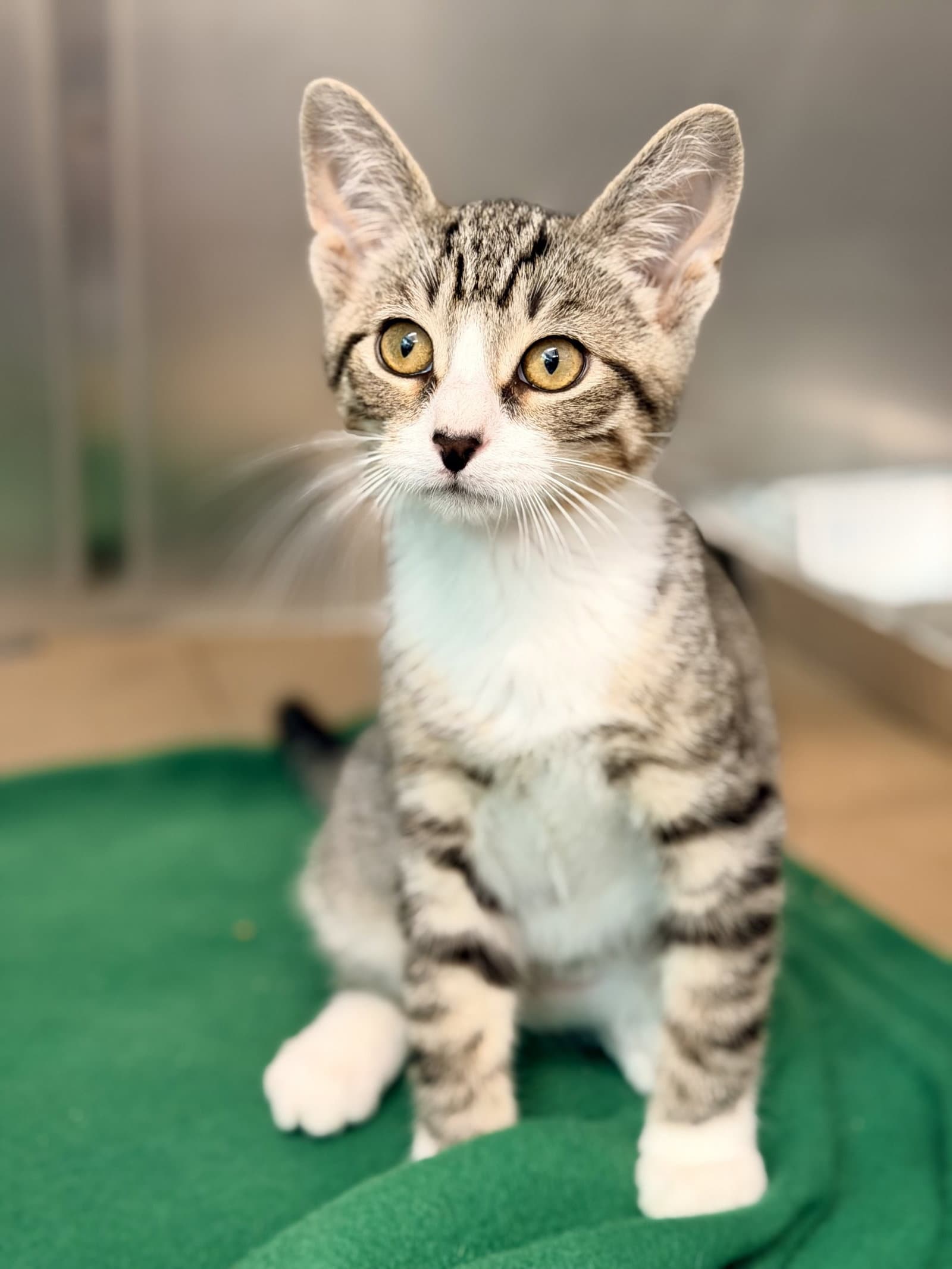 Boogie Man - Domestic Short Hair