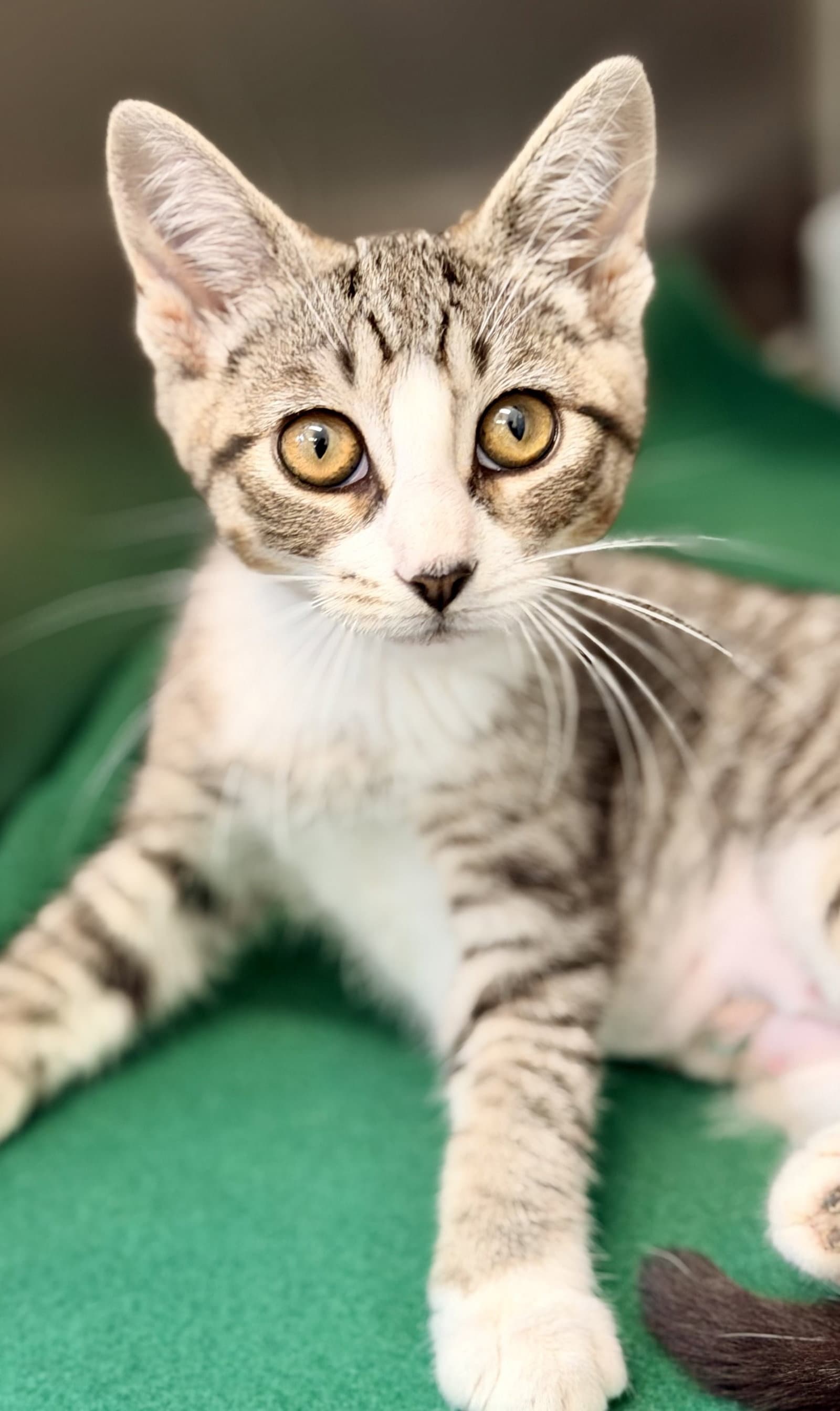Dolly - Domestic Short Hair