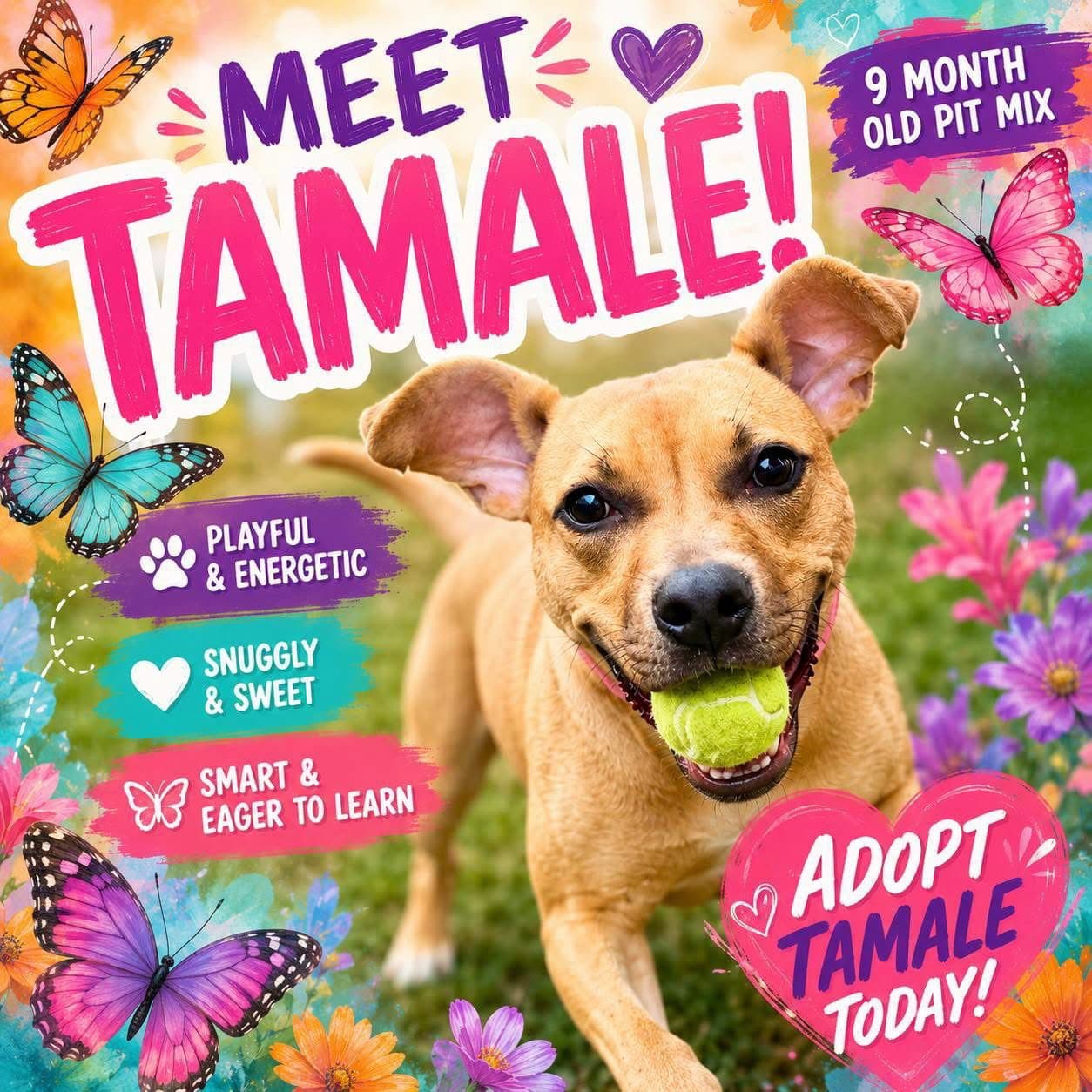 Tamale - Pit Bull Terrier