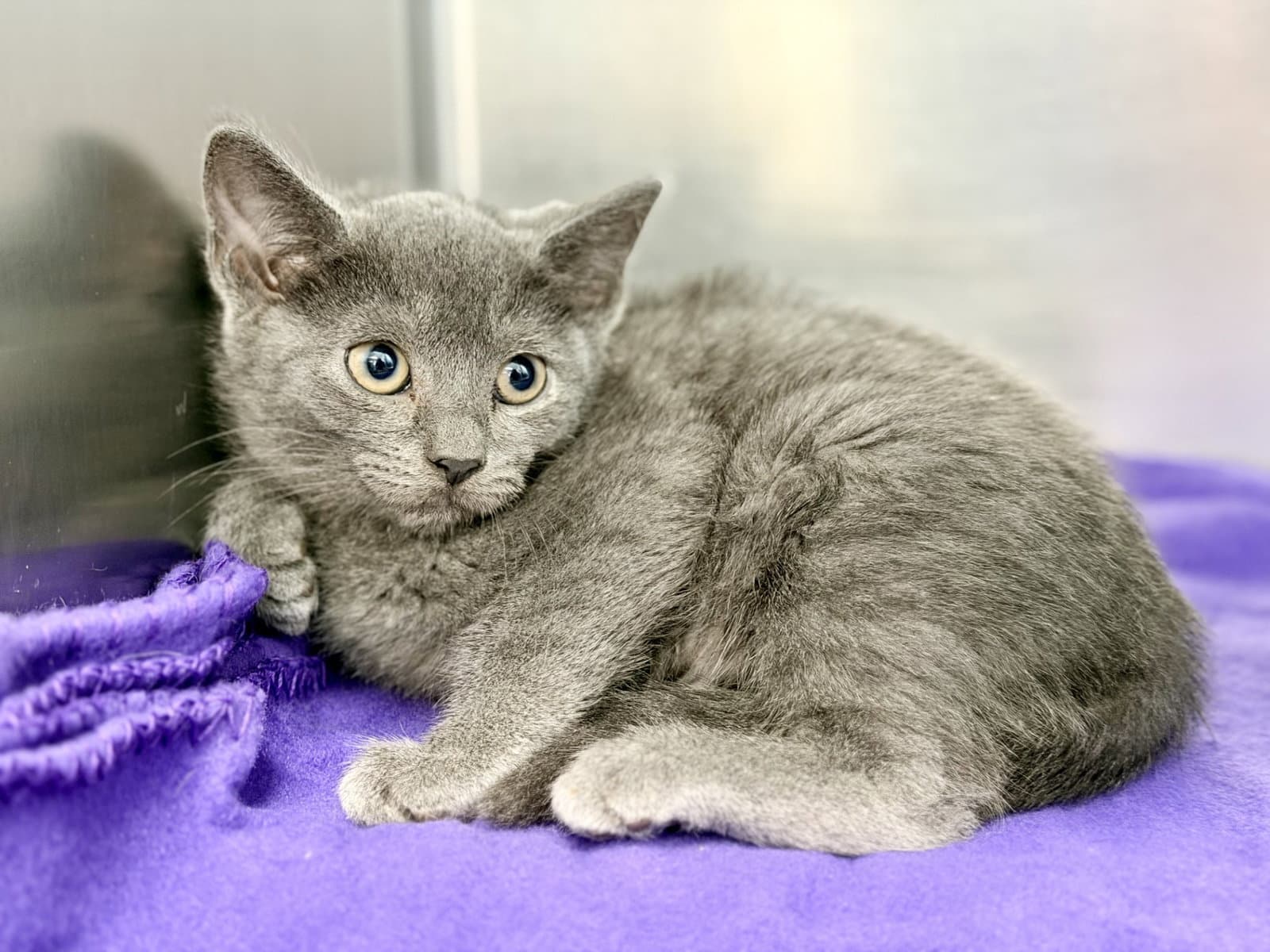 Stella - Domestic Short Hair