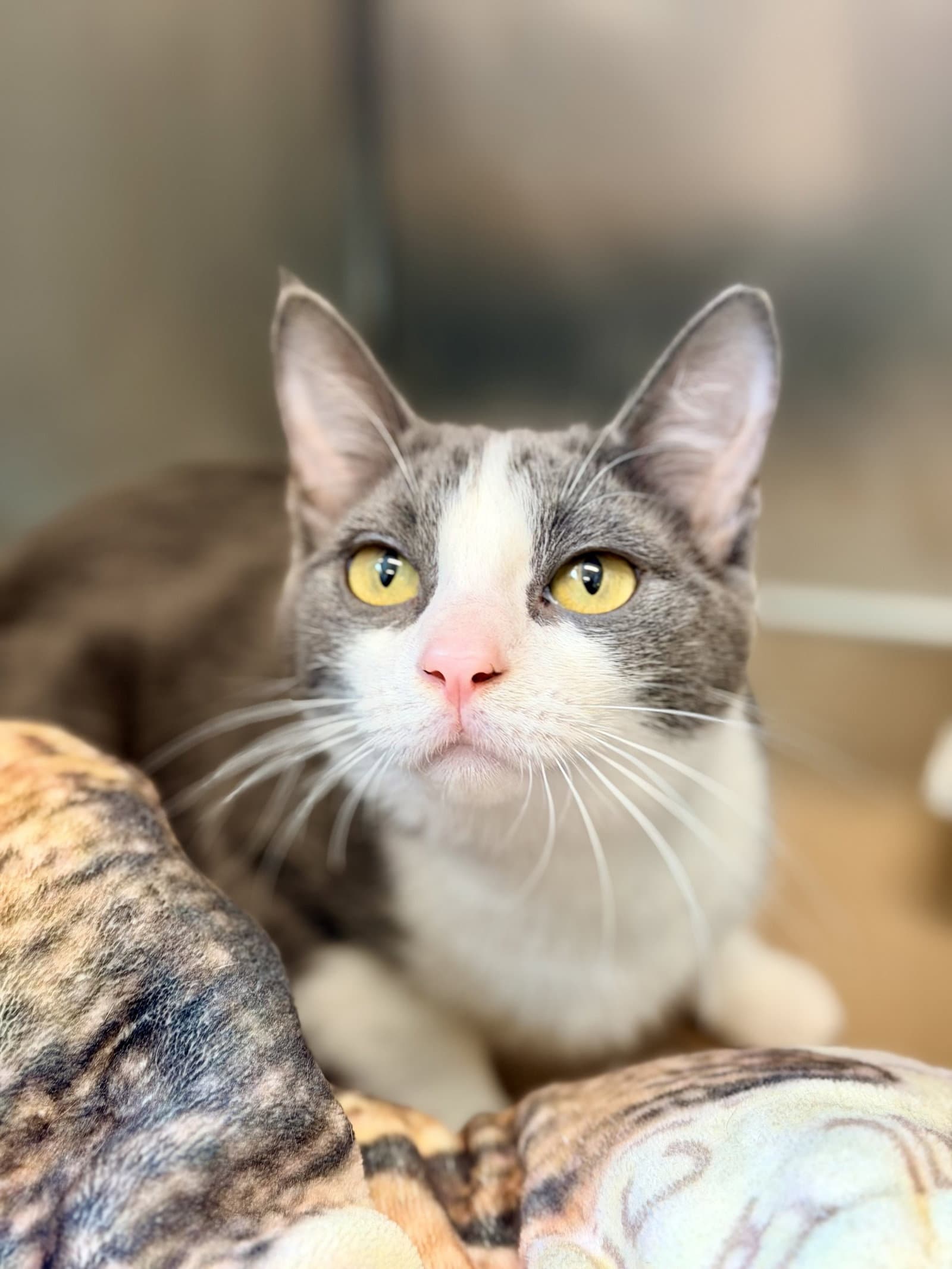 Liberty - Domestic Short Hair